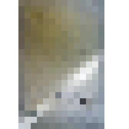 «Котик». Рисунок