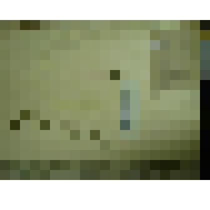 Гербарий. Лапчатка прилистниковая, гербария М.И.Губельмана