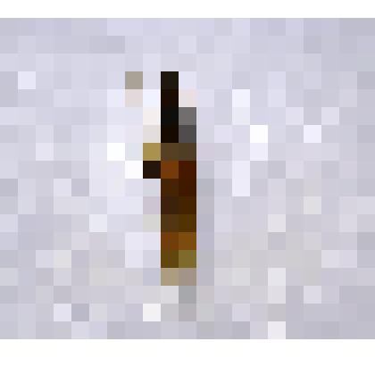 Препарат энтомологический. Рогохвост гигантский