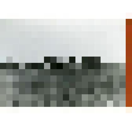 Фотография. Колхозное стадо