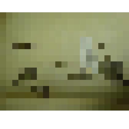 Гербарий. Смолка клейкая. Из гербария "Флора Ингрика"