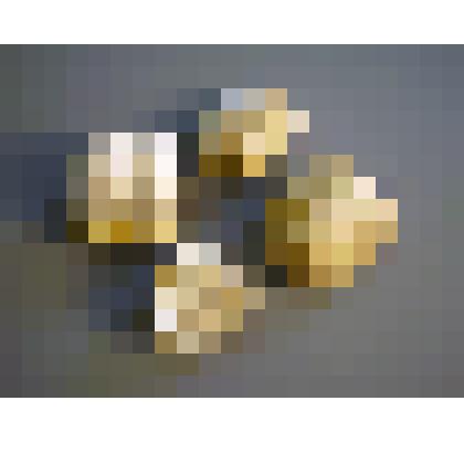 Antiquatonia Hindi (Muir-Wood)