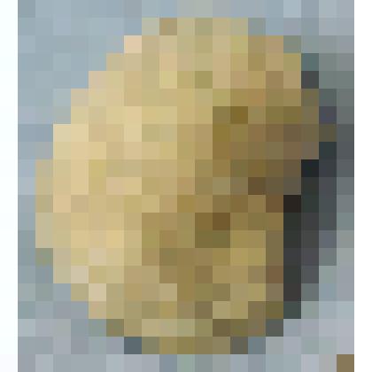 Ядра раковин. Беспозвоночные