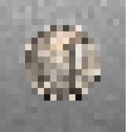 Монета болгарская достоинства 10 стотинок