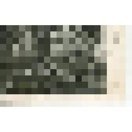 Открытка.Репродукция с фотографии. Могила Л.Н.Толстого. Фото В.Г.Черткова. 1911г