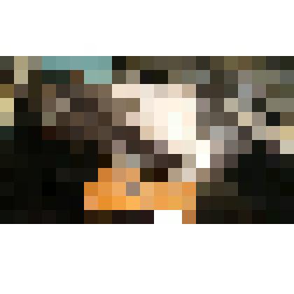 Ворона серая. Вороновые