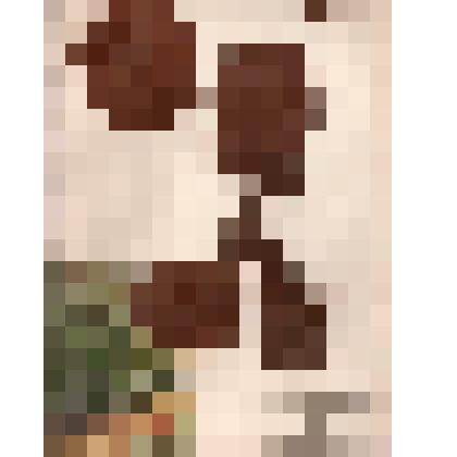 Гербарий. Орешник