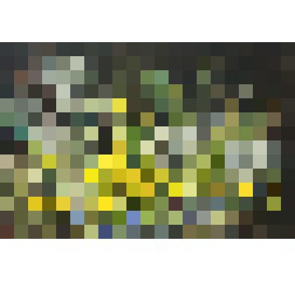 «Одуванчики»