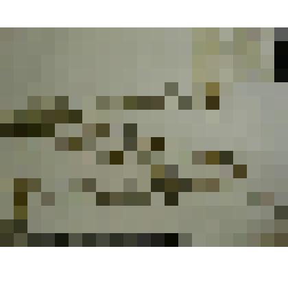 Гербарий. Тысячелистник недотрога, гербария М.И.Губельмана