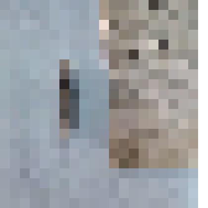 Игла морского ежа