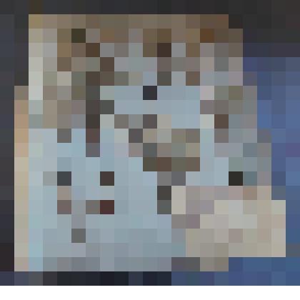 Ботаническая коллекция. Ива волчниковая, семейство ивовые,на гербарном листе, Красноярский край, Ермаковский район, окрестности с. Жеблахты, сосновый бор. Salicacea  Salix daphnoides  Vill