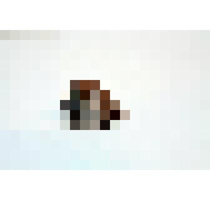 Раковина моллюска. Шлемовидка