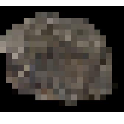 Platanus raynoldsii Neub