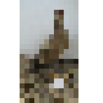 Чучело. Фазан. Самка