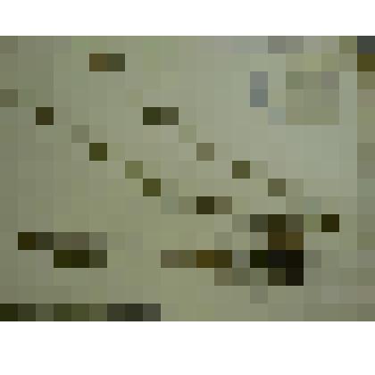 Гербарий. Чертополох  курчавый, гербария М.И.Губельмана