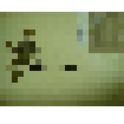 Гербарий. Спирея средняя, гербария М.И.Губельмана