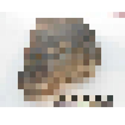 Археология. Фрагмент стенки сосуда, орнаментированный канелюром наже расположен ряд круглых вдавлений