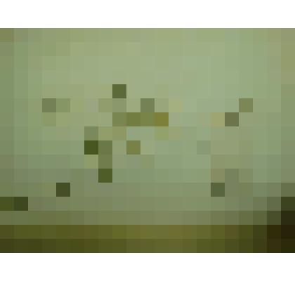 Гербарий. Зведчатка длиннолистная. Из гербария "Флора Ингрика"