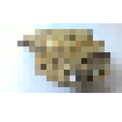 Окаменелость. Окаменевшие раковины моллюсков в образце известняка