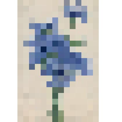 "Васильки". Открытка