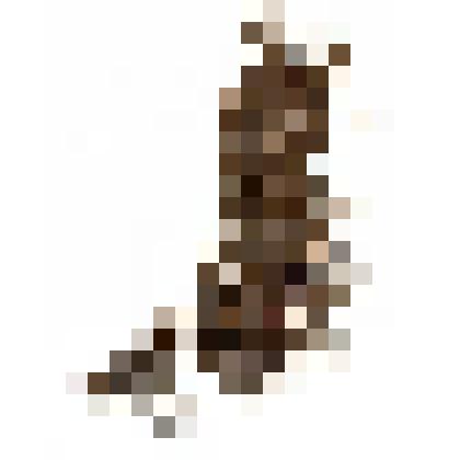 Кедровый стланик. Гербарный лист