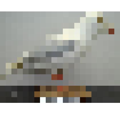 Чучело. Бургомистр (Larus hyperboreus)