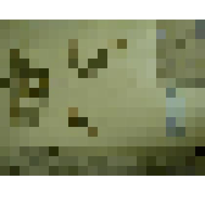 Гербарий. Спирея средняя, гербария М.И.Губельмана