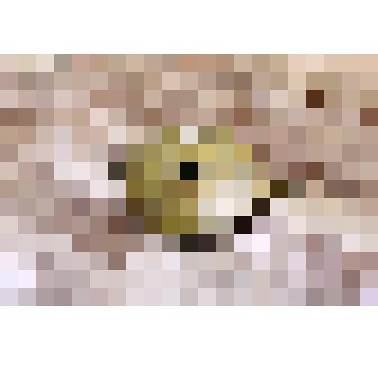 Крышка от сосуда для кумыса