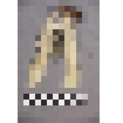 чеканка. Талисман на металлической пластине в виде лица человека. Длинные волосы из меха. На подбородке вставлено кольцо с двумя круглыми металлическими пластинами. На обратной стороне подложка из кожи. Вверху пластины закреплено металлическое кольцо