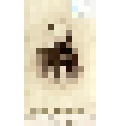 Фотография черно-белая. Фон Витторф Николай Павлович