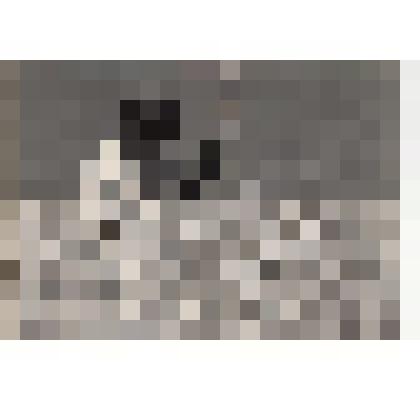 Фото/чб.  Энгельсская опытно-мелиоративная станция (ВОЛЖНИИГИМ). Измерение урожая пшеницы в поле. 1970-е