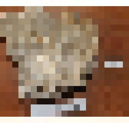 Кораллы колониальные, Petalaxis