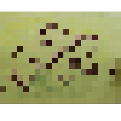 Рисунок. Милование