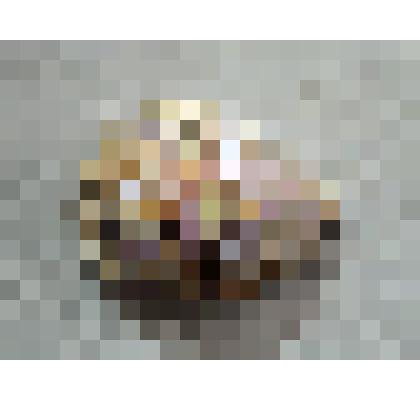 Сувенир. Морская раковина с надписью «Память Одессы. 1917 г.»