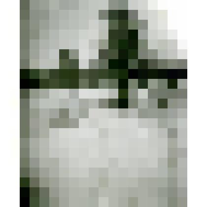 Фотография. Многоствольное дерево. р. Нудми у р. Ист