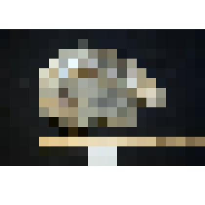 Раковина аммонита