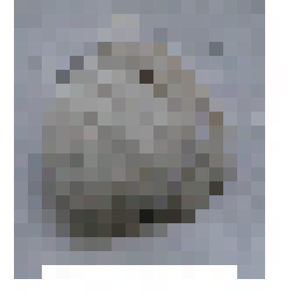 Археологические находки с древней стоянки озера Ножий
Фрагмент моллюска