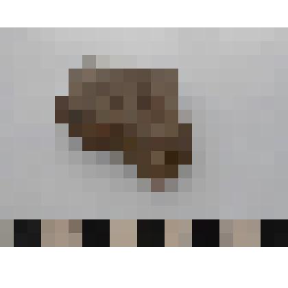 Археология. Фрагмент венчика сосуда, орнаментированный канелюром на расположен ряд треугольных наколов.  Венчик прямой