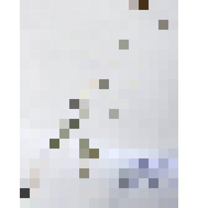 Гербарий
Мак голосте́бельный