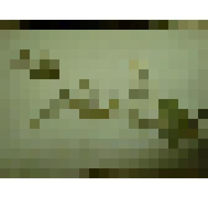 Гербарий. Смолевка поникающая. Из гербария "Флора Ингрика"