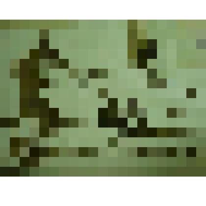 Гербарий. Лабазник дланевидный, гербария М.И.Губельмана