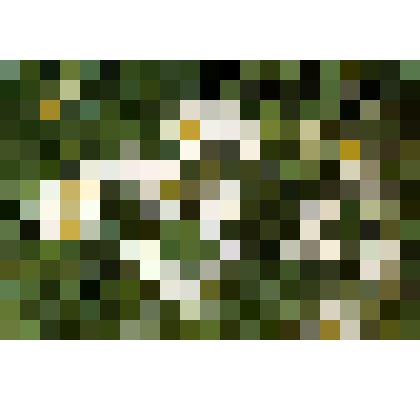 Слайд Ромашки