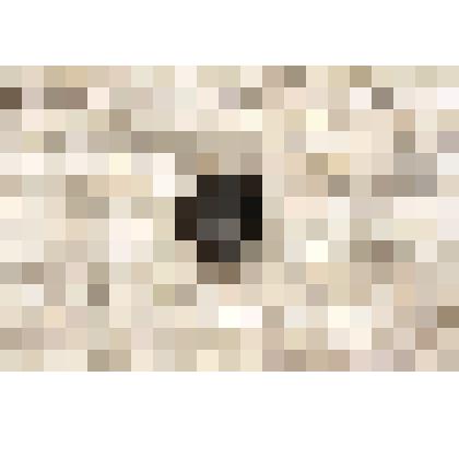 Значок серо-чёрный, круглый с объёмным изображением портрета Ленина в профиль